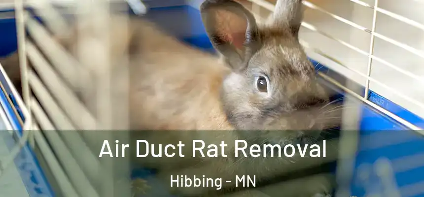  Air Duct Rat Removal Hibbing - MN
